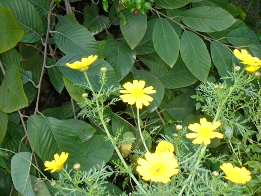 Product picture First Of Spring